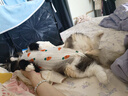 欢宠网宠物猫咪绝育服猫手术服母猫衣服断奶术后恢复猫猫小猫透气防舔衣 实拍图