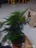 佰花锦新中式文竹桌面盆栽绿植办公室客厅盆景茶台卧室好养绿植花卉植物 精品文竹基地原盆原土X1 20-30cm 实拍图