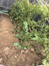 御卉阁茶花盆栽带花苞四季开花室内阳台好养浓香型山茶花树苗花卉绿植 五色赤丹(强力推荐) 4年苗【当年开花】 实拍图