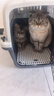 腆宠航空箱国航大号猫箱宠物航空箱狗狗猫包猫笼外出狗狗托运箱 实拍图