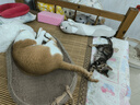 皇家幼猫奶糕 幼猫猫粮 BK34 通用粮 1-4月 10KG 实拍图