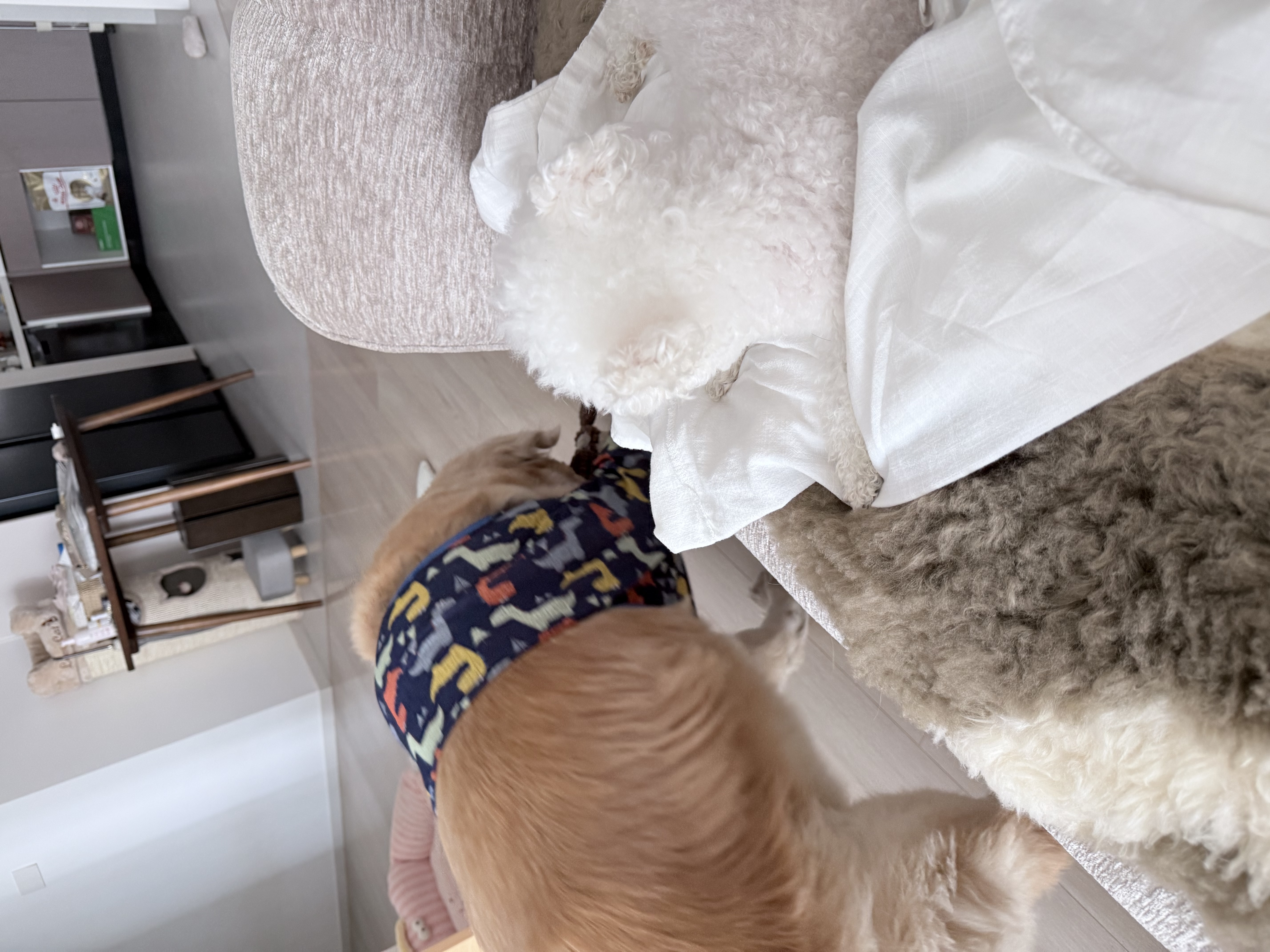 海洋之星低温烘焙狗粮成犬幼犬小中大型犬粮比熊泰迪500g鸡肉三文鱼 实拍图