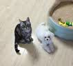 沃趣 原味膨润土破碎砂20斤低尘小颗粒矿土吸水猫咪用品 实拍图