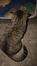京东京造猫粮鸡肉味全价成猫粮10kg三文鱼肉营养美毛长肉质检流浪救助 实拍图