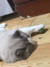 诚实一口P40全价猫粮成猫幼猫室内外80%鲜肉高蛋白长肉美毛鸡鱼味1.5kg 实拍图