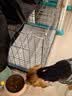 憨憨宠狗笼中小型犬狗笼子大猫笼带厕所加粗折叠宠物笼子柯基笼幼犬狗笼 加粗狗笼 银色 60*50*42cm 建议15斤内 带托盘式厕所+防卡脚垫片 实拍图