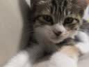 诚实一口P40全价猫粮 成猫幼猫80%高鲜肉长肉美毛养胃鸡鱼口味通用型400g 实拍图
