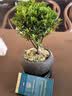 京东绿植小叶赤楠水培植物绿植办公室内水养绿萝花卉盆栽舍得源头直发 实拍图