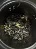 春上早茉莉花茶  2026新茶特级飘雪浓香型茉莉毛尖四川花茶叶散罐装125g 实拍图