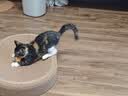 贵为（GiGwi）翠鸟发声逗猫玩具小猫咪幼猫自嗨解闷神器磨牙耐咬宠物玩具逗猫棒 实拍图