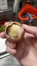 瑾贝13天金凤活珠子五香味50g*20枚新鲜开袋即食加蘸料钢化蛋熟鸡胚蛋 实拍图
