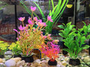 萌嘟星宠仿真水草鱼缸造景套装水族箱布景装饰摆件假植塑料假水草 11件套 实拍图