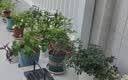奥美优花盆塑料家用多肉种植盆栽花卉绿植树脂透气防烂根带托盘一体加厚 实拍图