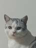 LEGENDSANDY蓝氏猫粮生鲜猎鸟鲜乳鸽生骨肉冻干高蛋白全价成猫粮幼猫通用型 试吃尝鲜装丨荒野猎兔丨50g 实拍图