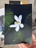 爱普生（EPSON）L8168 高端家用6色照片A4一体机 AI学习打印机（彩色触屏 自动双面 打印复印扫描 液晶屏 ) 实拍图
