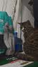 力狼 猫条猫零食 成幼猫通用宠物猫咪零食猫湿粮 鲜肉混合口味猫条15g*10支 实拍图