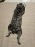 皇家狗粮 老年犬狗粮犬粮宠物小型犬SPR27全价犬粮≥8岁7KG 实拍图