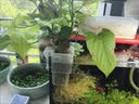 何佳功水培植物定植篮挂壁式水草种植杯鱼缸造景装饰绿萝固定透明镂空篮 食品级水培定植篮-小号半透明 晒单实拍图