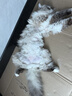 小熊（Bear）【价保618】养生壶 煮茶壶 恒温水壶 保温烧水一体电热水壶花茶壶 316L不锈钢 1.5L YSH-J15H8 实拍图