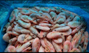 禧美海产熟冻北极甜虾净重3斤装/盒 150/180小号规格 MSC认证 轻食 海鲜 实拍图