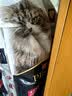 冠能猫粮成猫猫粮三文鱼味7kg 全价猫粮 稳固免疫 适口性强 实拍图