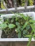 ldeal理想农业 豇豆种子长豆角缸豆蔬菜菜籽长豆角糯米豇豆角种子大全 实拍图