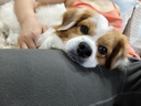 麦富迪狗粮 无谷牛肉双拼狗粮成犬小型犬比熊贵宾缓解泪痕 10kg/20斤 实拍图