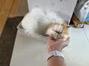 逸诺（enoug）SOS猫咪沐浴露宠物沐浴露美毛亮毛布偶缅因波斯长毛猫香波280ml 实拍图