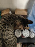 京东京造 红肉金枪鱼猫罐头混合味85克*3 浓汤猫零食湿粮补水鱼肉罐 实拍图