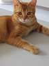 ringpu瑞普生物 瑞喵舒猫咪猫三联疫苗2针+进口狂犬锐必威1针免疫套餐狂 实拍图
