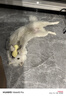 汪爸爸 无谷鲜肉冻干狗粮 幼犬成犬全阶段通用犬粮宠物食品 精选鲜肉配方 8kg 实拍图