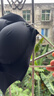 ubras虞书欣同款无尺码免拆胸垫背心式内衣女无痕无钢圈聚拢文胸 实拍图