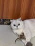 城市理享樱花白茶豆腐木薯混合猫砂2.5kg*4 除臭颗粒吸味结团快不粘底低尘 实拍图