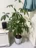 安踏速干裤丨运动短裤男夏季冰丝凉感休闲裤五分裤跑步裤父亲节礼物 【性价比款】2423-1 口袋拉链 XL (180) 实拍图