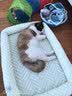 ZEZE宠物凉垫夏季降温冰窝猫窝四季通用猫咪冰垫狗狗垫子睡垫用品 实拍图