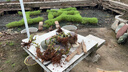【精品】月季花老桩四季开花浓香型玫瑰老桩耐寒耐旱盆栽地栽花卉 【10颗装】精品月季花老桩（混色）四季开花 实拍图