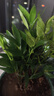 花行榜驱蚊竹柏水培驱蚊植物盆栽办公室桌面花卉水养办公室绿植源头直发 实拍图