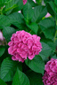 适马（SIGMA）【限时抢购】18-50mm F2.8 DC DN｜Contemporary 半画幅微单 1850标准变焦镜头  （富士卡口） 实拍图