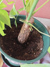 九千谷花盆加仑盆塑料花盆家用园艺种植小花盆带托盘14*14cm 2个装5051 实拍图