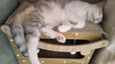 instinct天然百利三文鱼配方全猫粮10磅/4.5kg 实拍图