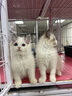 KONOKO宠物湿巾猫咪擦眼泪痕除臭味狗狗用品全身免洗清洁专用湿纸巾 实拍图