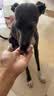 NOW FRESH无谷草颗粒全犬成犬狗粮 50g试吃装 实拍图