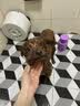 雪貂留香宠物沐浴露 泰迪比熊柴犬萨摩耶专用蓬松柔顺狗狗浴液 柔顺护毛素 实拍图