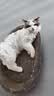 【京东物流】猫抓板磨爪猫窝一体耐磨不掉屑超大号猫玩具猫咪用品 椭圆巨无霸+猫薄荷 实拍图