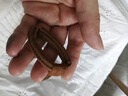 发绳女高马尾发圈高弹力耐用橡皮筋成人儿童扎头发皮套头绳头饰 加厚小熊标5根混色 实拍图