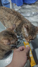 耐威克营养功能型主食猫条 成猫幼猫零食猫湿粮罐头 混合口味15g*9支 实拍图