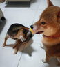 力狼狗粮 纯然金毛阿拉斯加40拉布拉多萨摩耶马犬德牧中大型犬粮 成犬20kg40斤 实拍图