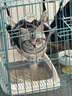 小熊（Bear）NFC原汁机三段压榨156mm特大口径 家用大容量多功能冰淇淋机全自动榨汁机渣汁分离电动果汁机D02F5 实拍图