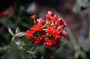 索尼（SONY）百微SEL100M28GM微距镜头FE 100mm F2.8 Macro GM OSS索尼G大师新品 【新款】100M28GM 微距 实拍图