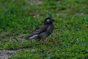 索尼（SONY）FE 200-600mm F5.6-6.3 G OSS 全画幅超远摄变焦G镜头打鸟镜头 (SEL200600G) 实拍图